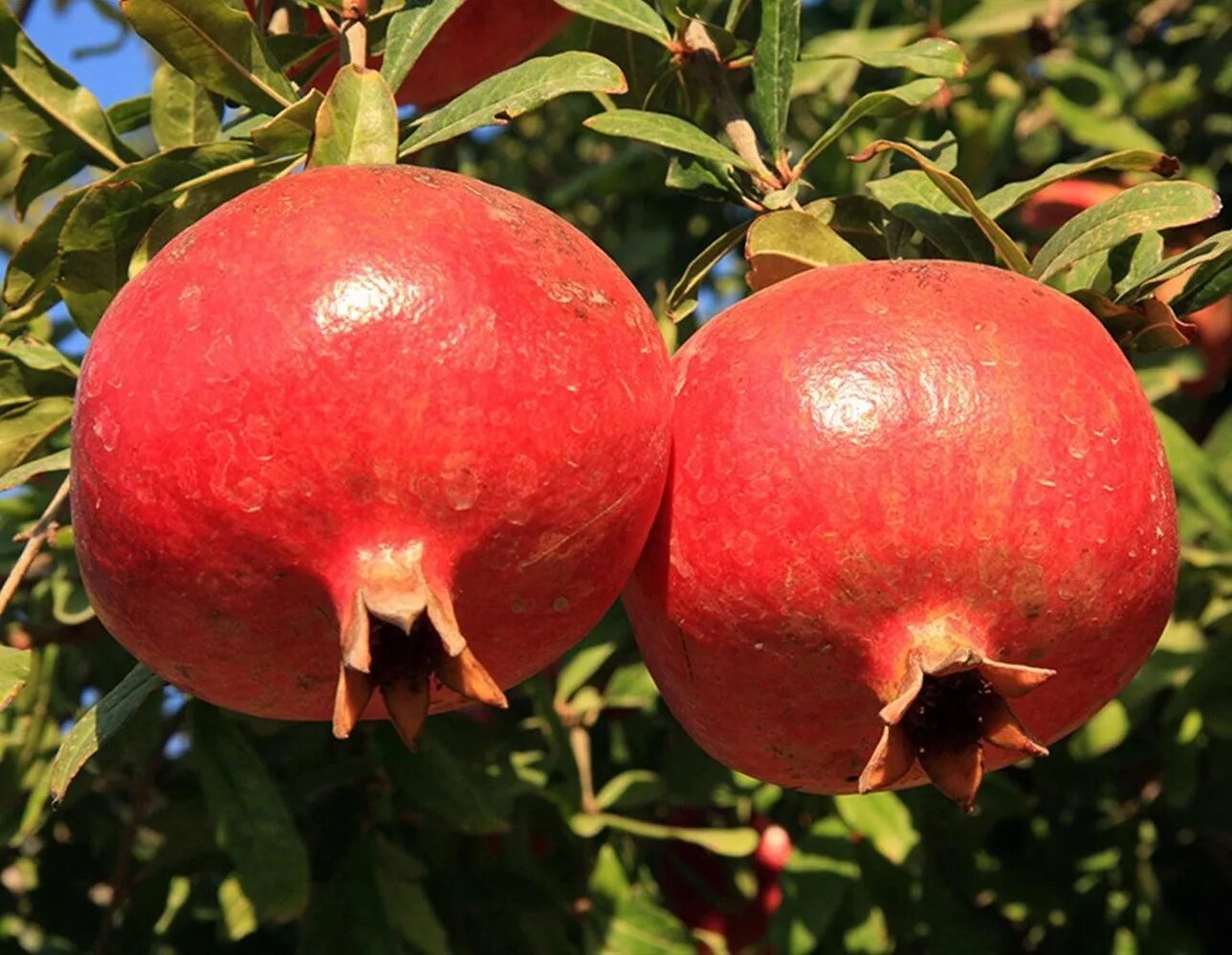 Гранат сорта гюлоша. Гранат саженец. Сеянец граната. Гранат саженец. Гранат саженец.