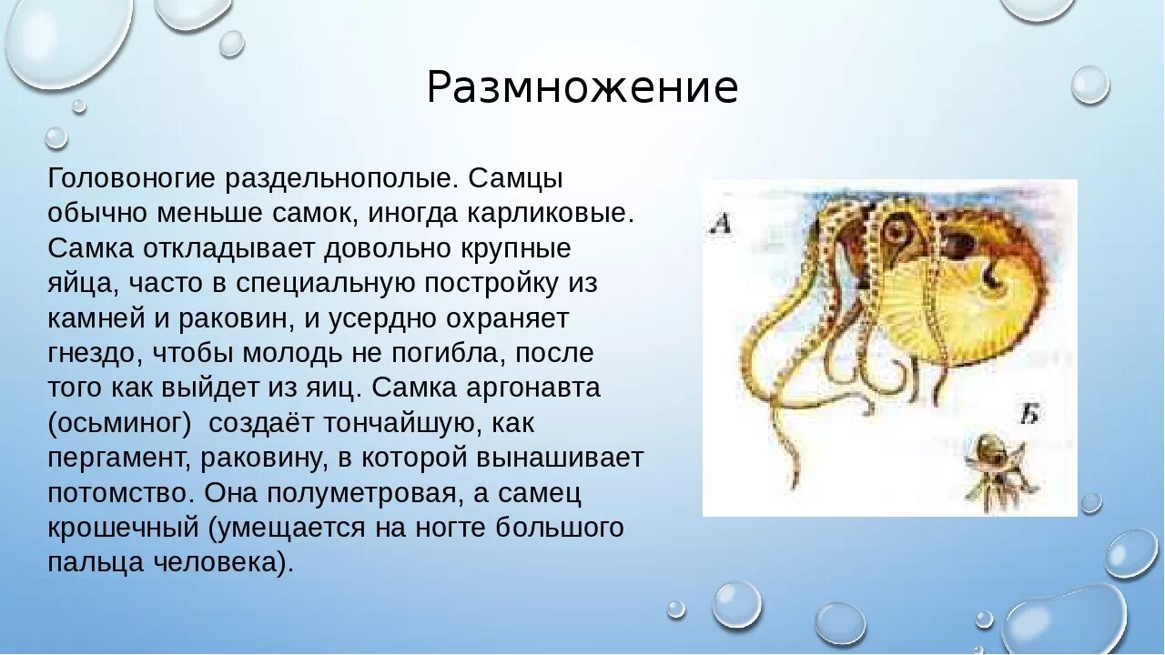 Осьминог кратко. Система размножения класс головоногие. Жизненный цикл головоногих моллюсков. Головоногие моллюски размножение и развитие. Осьминог Аргонавт размножение.