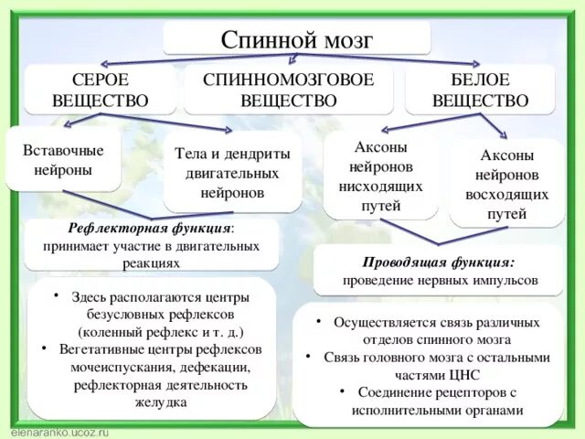 Какую функцию выполняет серое вещество мозга. Функции серого вещества спинного мозга таблица. Функции серого и белого вещества спинного мозга. Спинной мозг строение и функции таблица. Серое вещество и белое вещество спинного мозга функции.