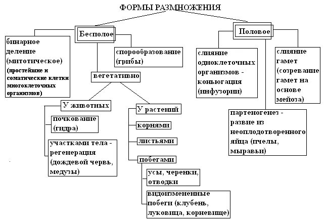 Отличия бесполого размножения. Способы размножения организмов таблица. Формы бесполого размножения схема. Типы размножения таблица. Схема типы размножения.