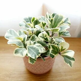 Фикус триангулярис