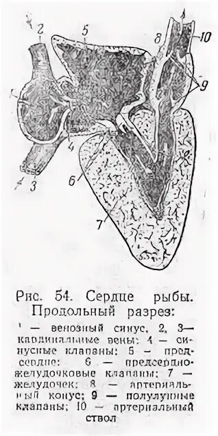 Сердце рыб состоит из камер. Строение сердца хрящевых рыб. Схема строения сердца хрящевых рыб. Сердце щуки строение. Сердце акулы строение.