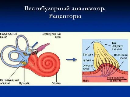 Рецепторный орган слуха