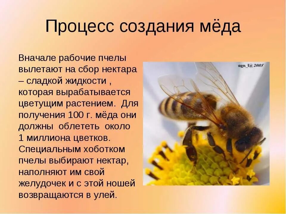 Сколько делать мед. Как пчелы делают мед. Пчела для детей. Что делают пчёлы?. Детям о пчелах для дошкольников.