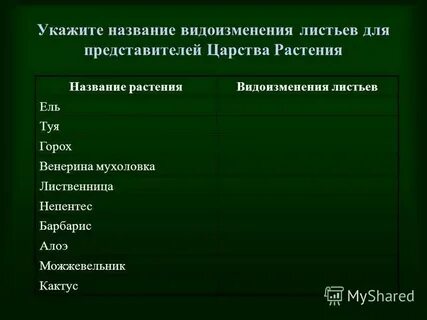 Что из перечисленного является видоизменением листьев