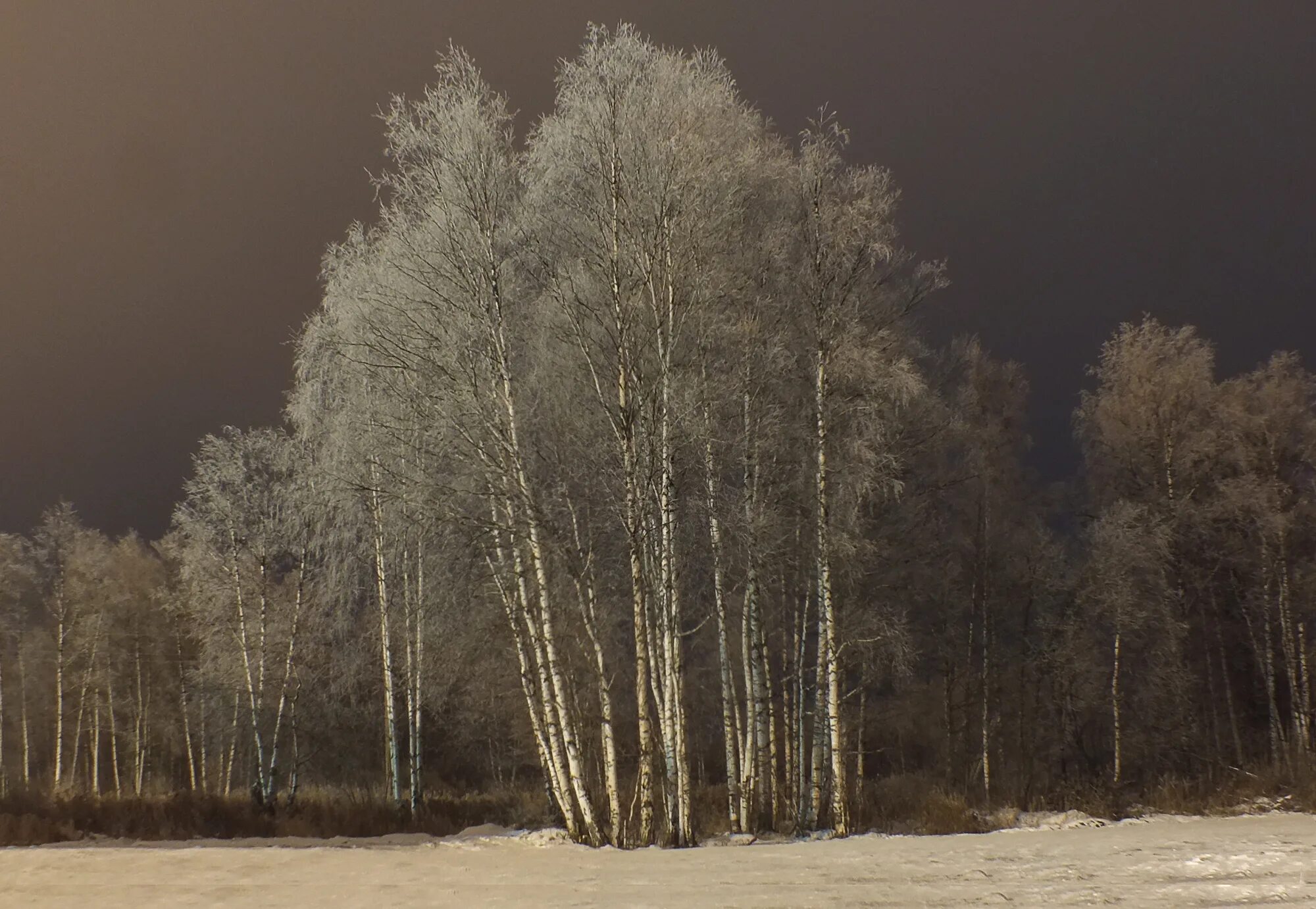 Береза ночью зимой. Зима березы вечер. Зимний березовый лес. Зимние ночные березы. Звезды березки