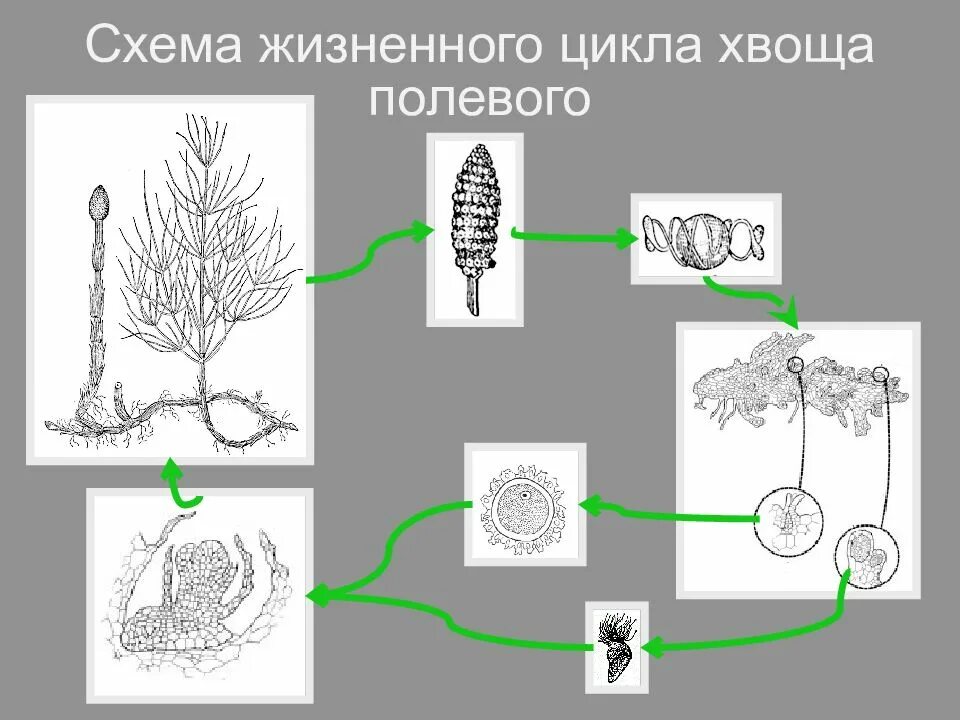 Хвощи размножаются. Жизненный цикл хвоща схема. Цикл развития хвоща полевого. Цикл размножения хвощей. Цикл воспроизведения хвоща полевого.