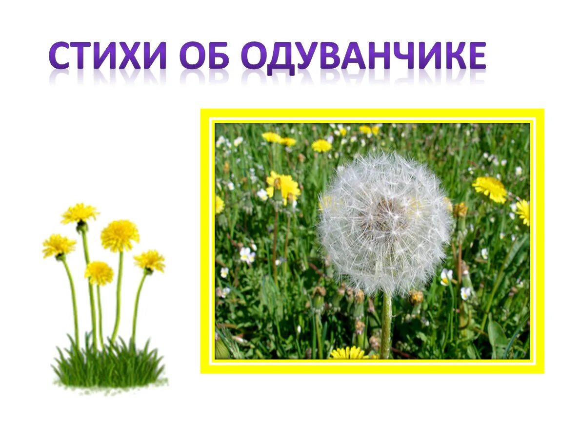 О и высоцкой одуванчик. Золотой луг пришвин одуванчик. Одуванчик пришвин. Высотская одуванчик. Стихотворение про одуванчик.