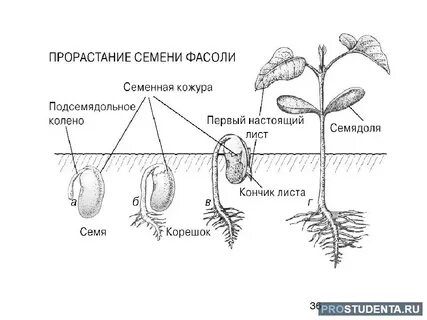 Зародыш корня