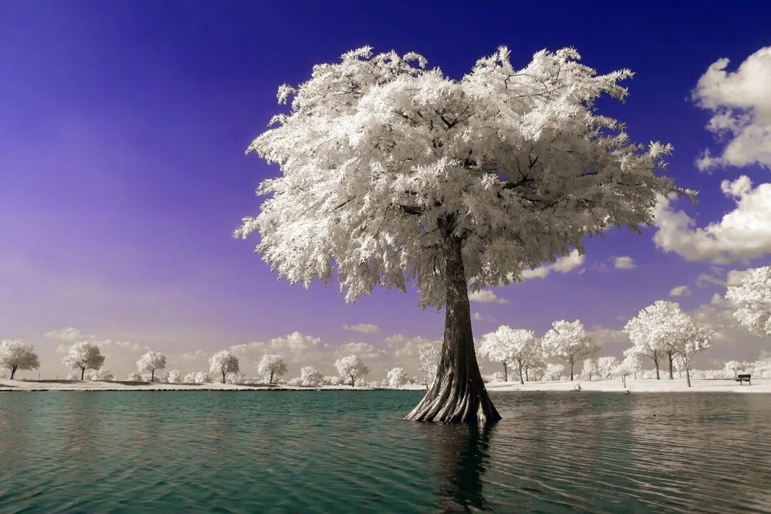 Зачем белые деревья. Красивое дерево. Очень красивое дерево. Необыкновенные деревья. Необычная природа.