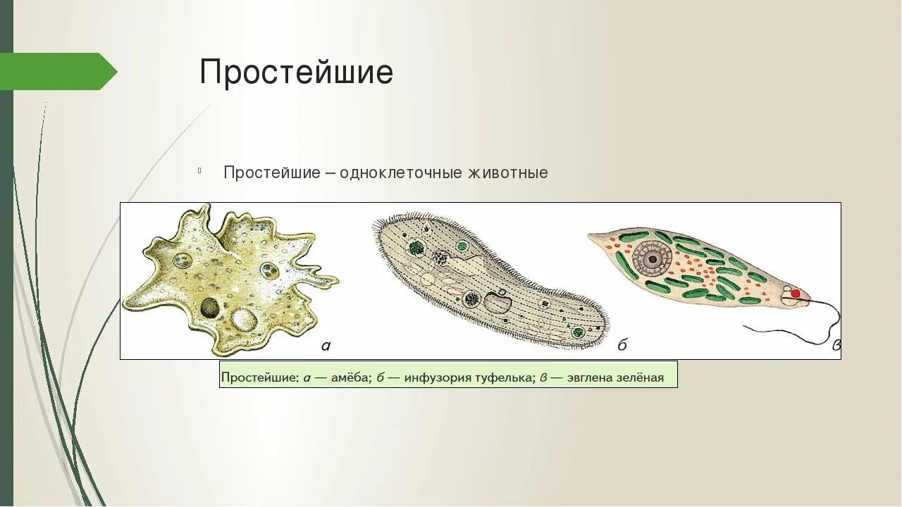 Части строения простейших. Обыкновенная амеба и инфузория туфелька. Простейшие одноклеточные организмы строение. Одноклеточные организмы инфузория туфелька. Эвглена туфелька амеба.