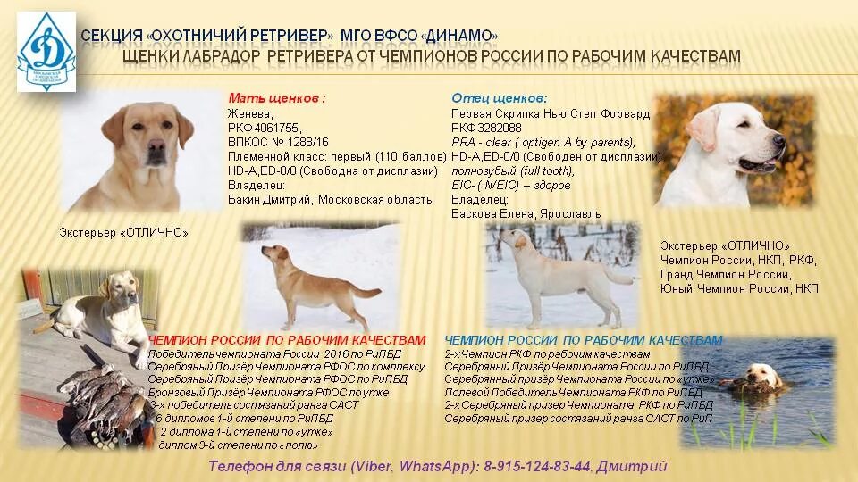 Рейтинг собак ркф по породам. Сообщение о лабрадоре. селекция лабрадора. лабрадор характеристика и описание. сообщение о собаке лабрадор.