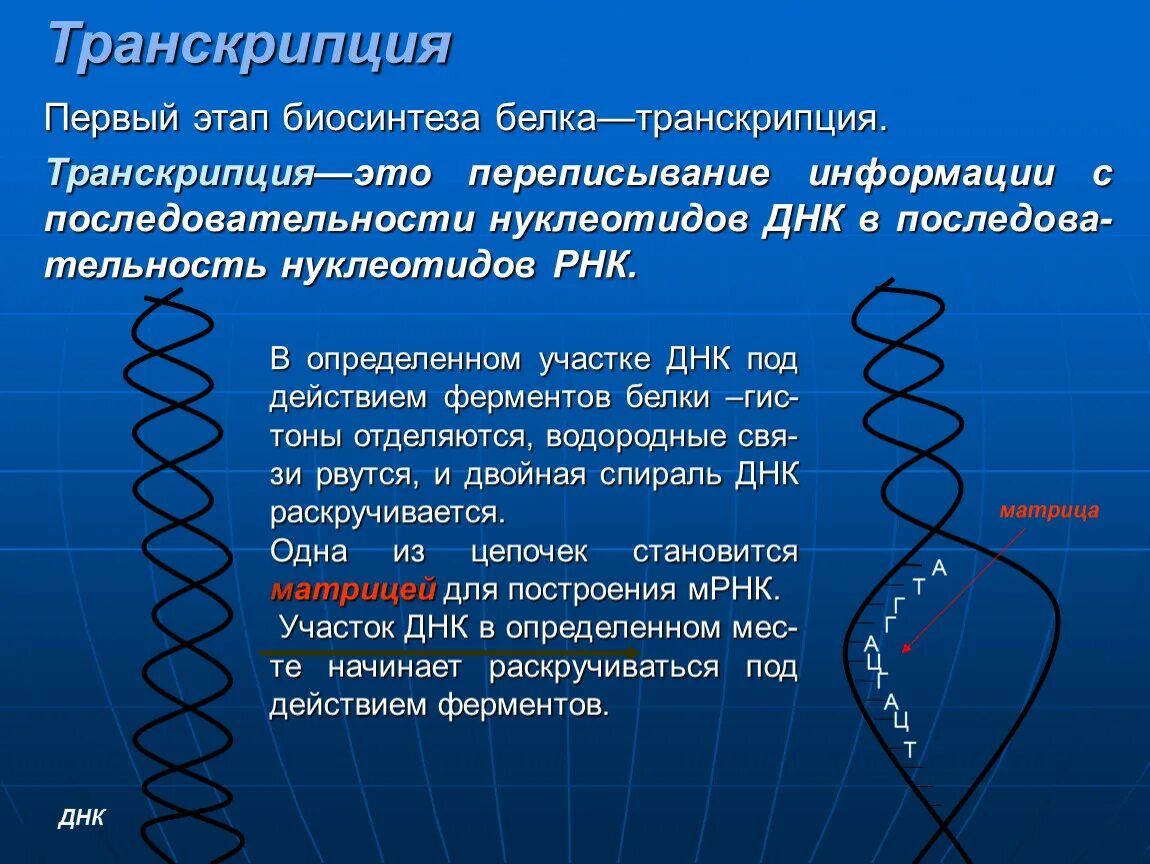 Первый этап биосинтеза. Транскрипция биология кратко. Б транскрипция. Транскрибация в биологии кратко. Процесс транскрипции.