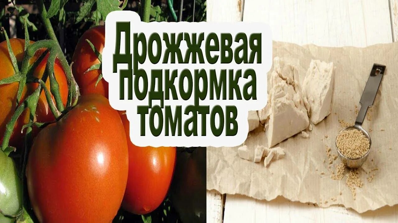 Как подкормить рассаду дрожжами сухими. Дрожжи для рассады помидор. Удобрение помидор дрожжами. Дрожжи для томатов. Подкормка томатов дрожжами.