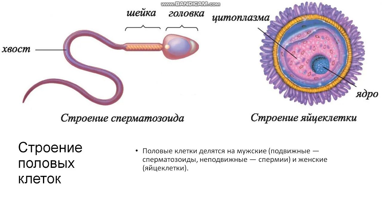 Как называется процесс женских половых клеток. Строение половых клеток спермии. схема строения сперматозоида и яйцеклетки. строение половой клетки сперматозоид. строение половых клеток сперматозоид и яйцеклетка.
