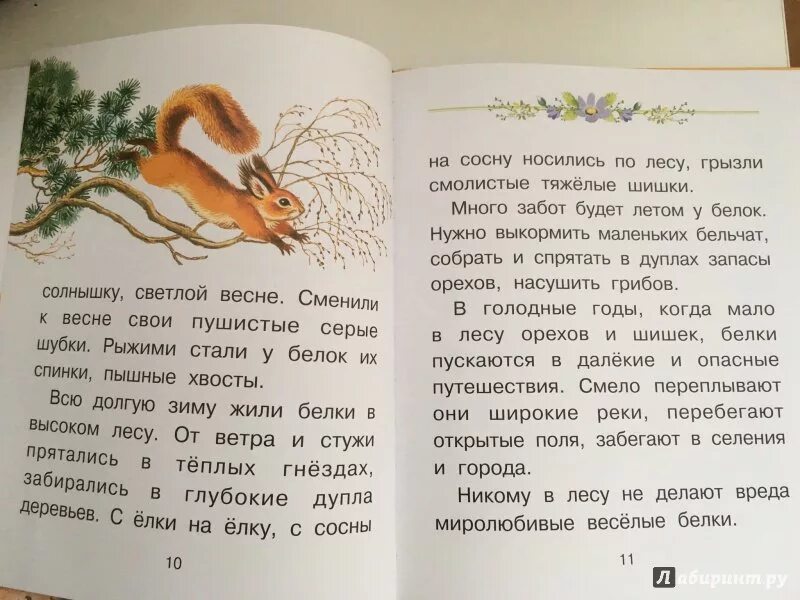 Соколов Микитов белки. Рассказ белки Соколов-Микитов. Текст Соколов Микитов. Соколов Микитов белки иллюстрации к книге.