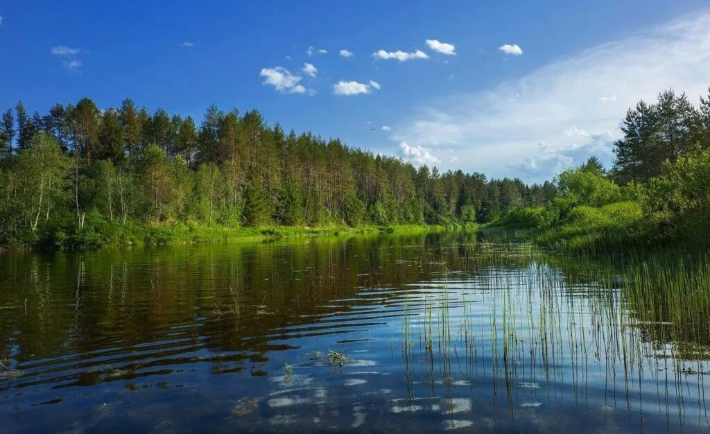 Приток ваги. Река Вага Вологодская область. Река Уфтюга Вологодская область. Река Вага Архангельской области. Река Вага Вельск.