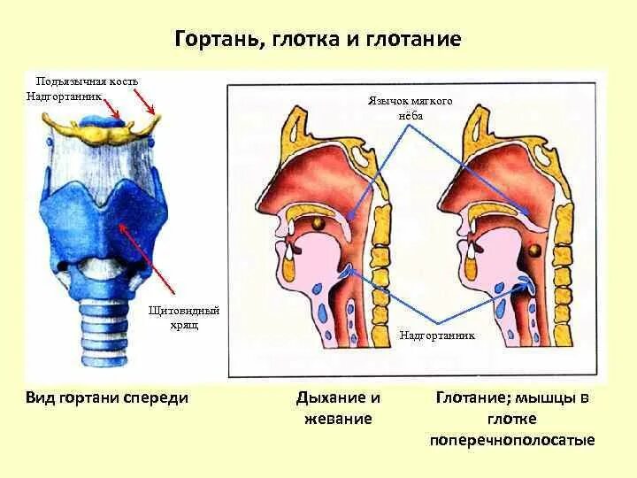 На рисунке изображено строение гортани выберите две. Строение гортани надгортанник. Надгортанник глотка пищевод. Строение глотки надгортанник. Строение горла человека надгортанник.