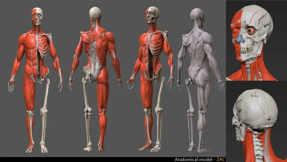 Скелет и мышцы референс. Анатомия человека мышцы 3д. Референсы мышц скелет. Скелет человека референс мышцы.