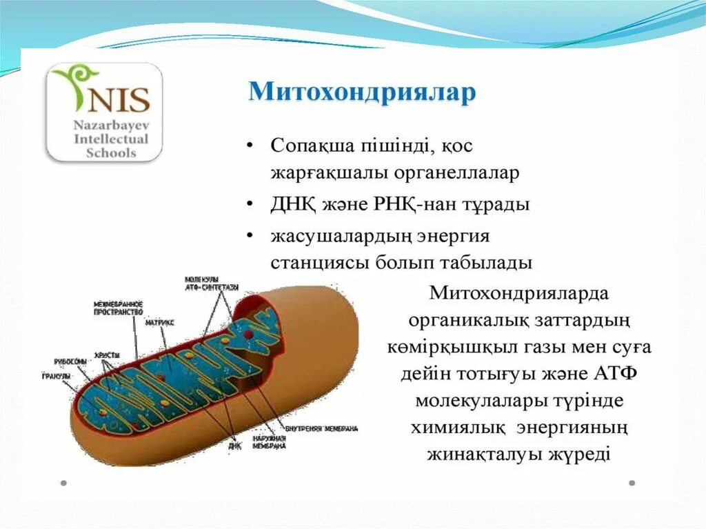 Описание строения митохондрии. Оксисомы митохондриях. PH В митохондриях. Митохондрия ЕГЭ. Митохондрия в разрезе.