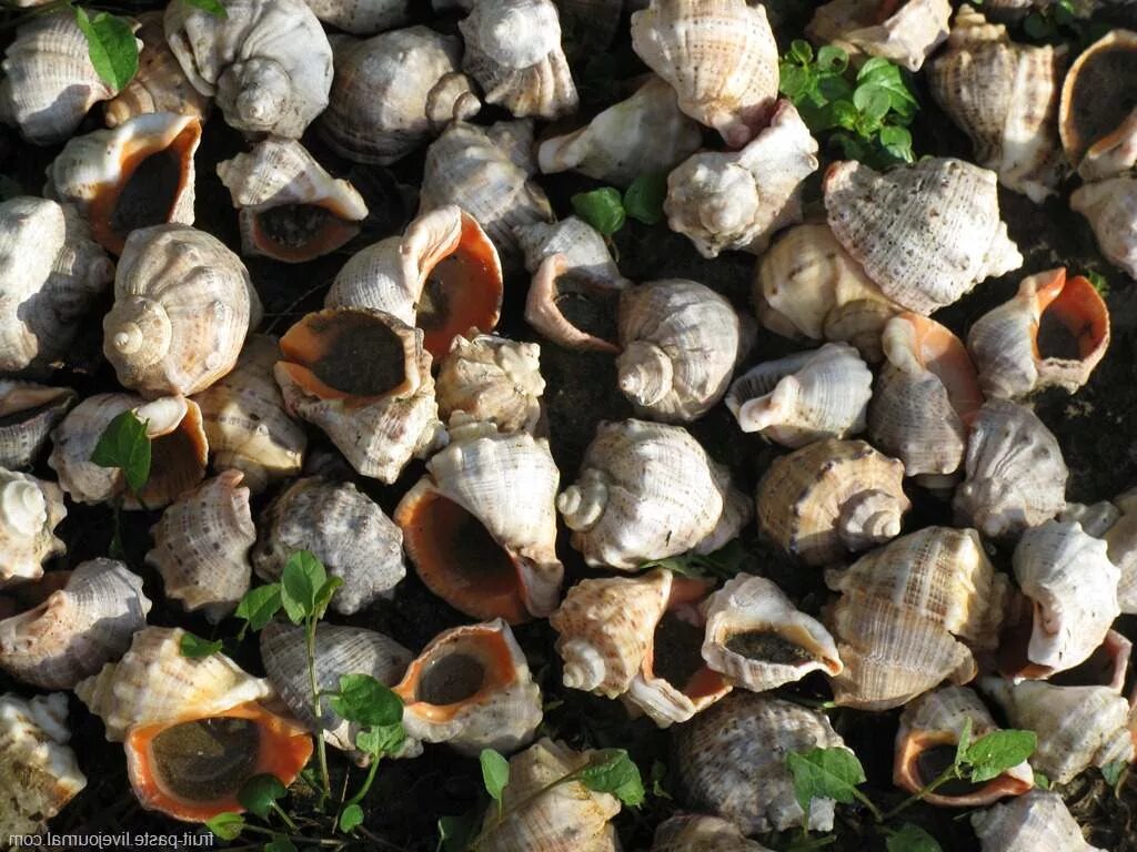 Рапаны в каком море