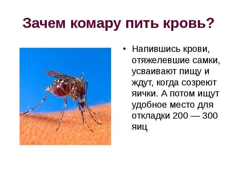 Почему комары пьют кровь. Факты о комарах. Интересное про комаров. Любимая группа комаров