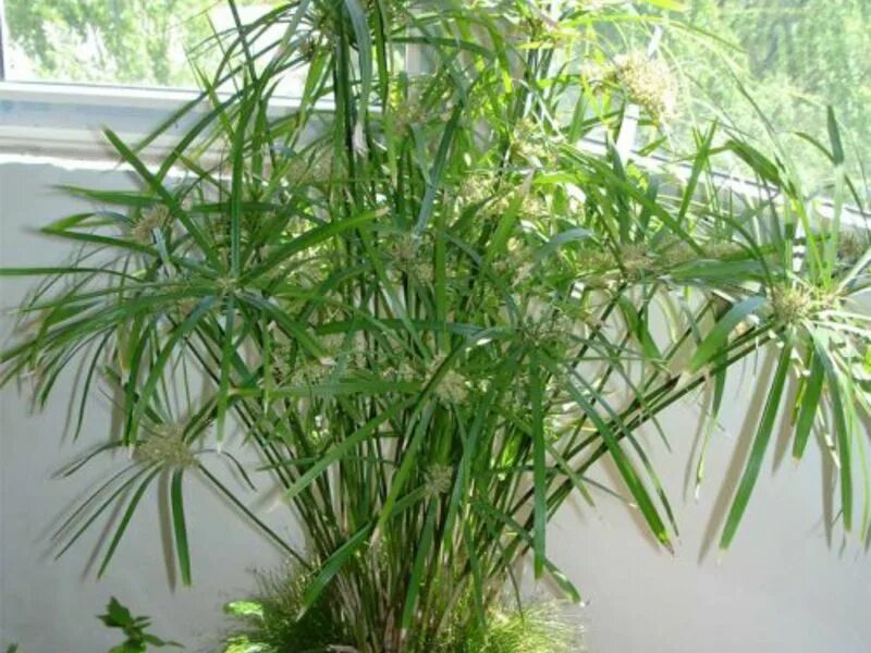 Циперус или сыть. Cyperus oil. Cyperus oil. Циперус фараон. Циперус болотный.