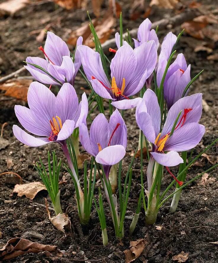 Speciosus conqueror крокус. Луковицы крокусов. Луковичные цветы крокусы. Крокус зибера. Крокус ботанический фирефли.