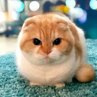Короче кота