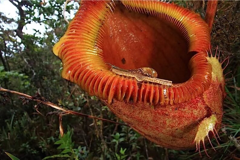 Плотоядными организмами. Непентес Аттенборо. Мухоловка цветок кувшинка. Огромное хищное растение. Самый большой хищный цветок.
