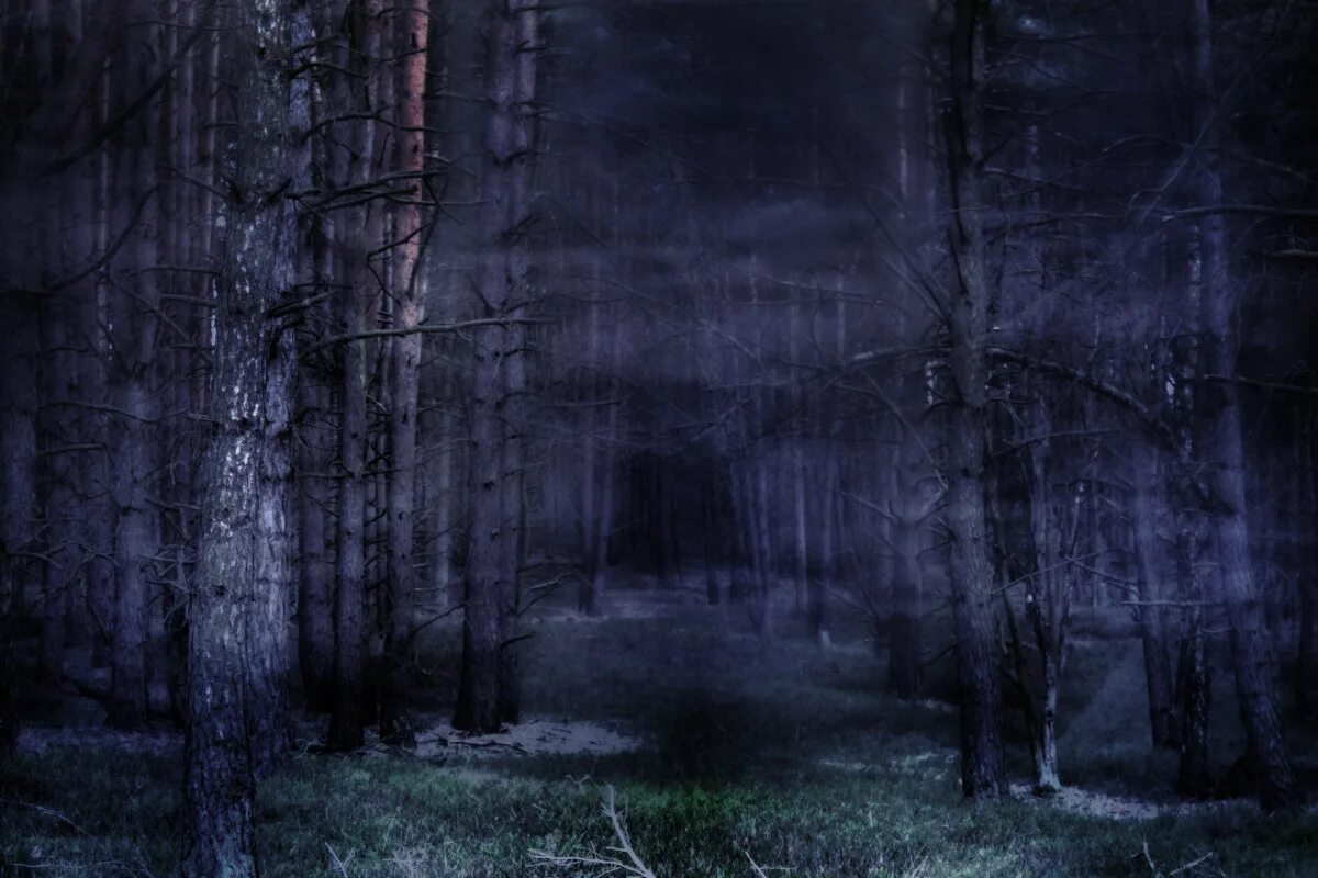 Загадочные темы для проекта Wallpaper : lights, street light, cat, night, snow, moonlight, weather, lighting