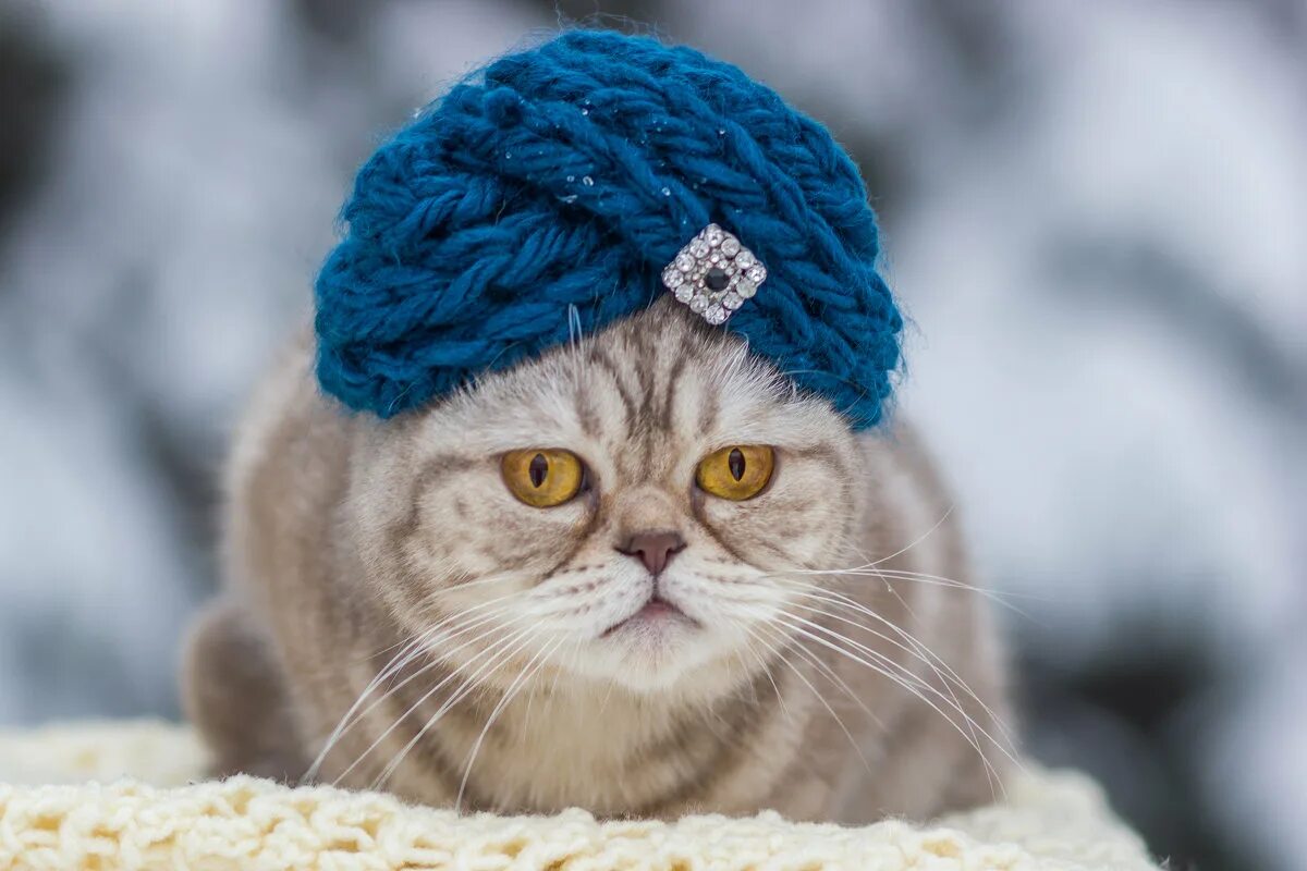 татарский кот.