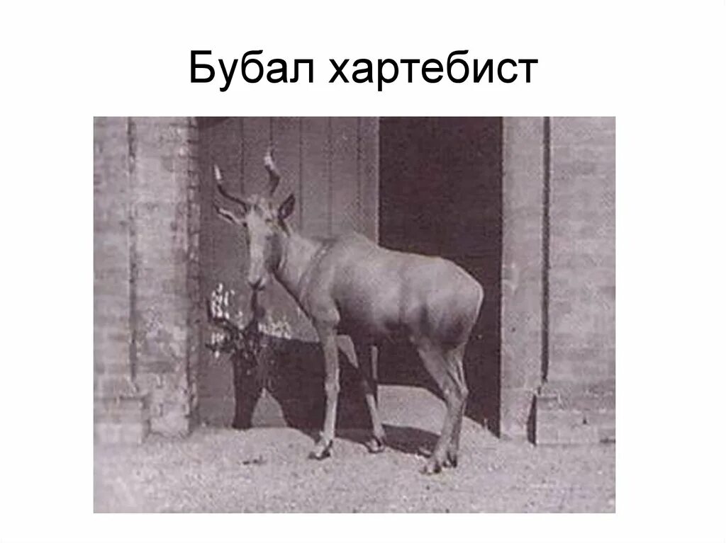 Фото бубала. Фото бубала. Фото бубала. Фото бубала. Фото бубала.