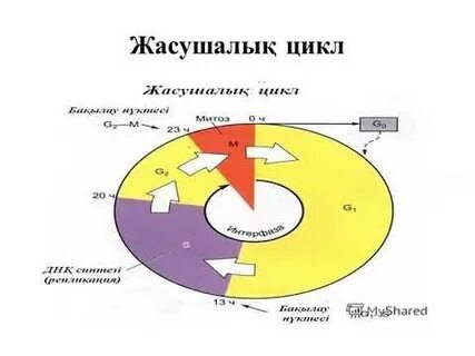 Серпухов жезөкшелерінің интимдік демалысы