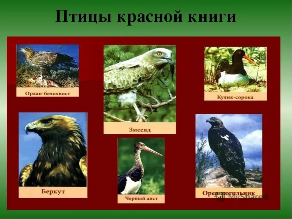 Красная книга список птиц