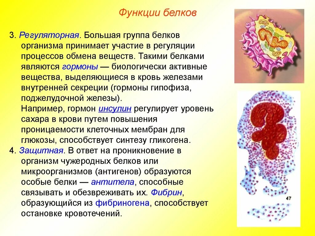 Белки механическая функция. Структура и функции белков. Белки функции белков. Регуляторная функция белков в организме. Гормональная (Регуляторная) функция белков..