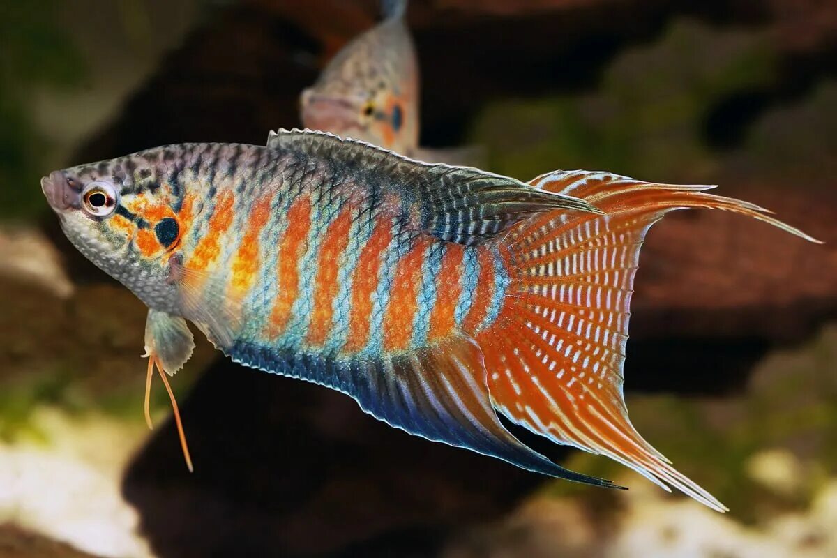 Какие рыбы бывают в аквариуме