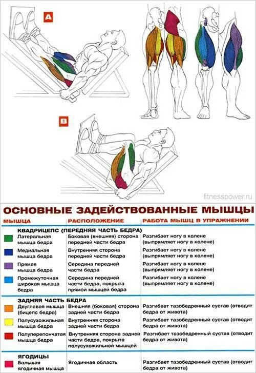 Жим платформы какие мышцы. Жим ногами в тренажере на квадрицепс. постановка ног на жиме ногами для квадрицепсов. положение ног в тренажере жим ногами. жим ногами узкая постановка ног мышцы.
