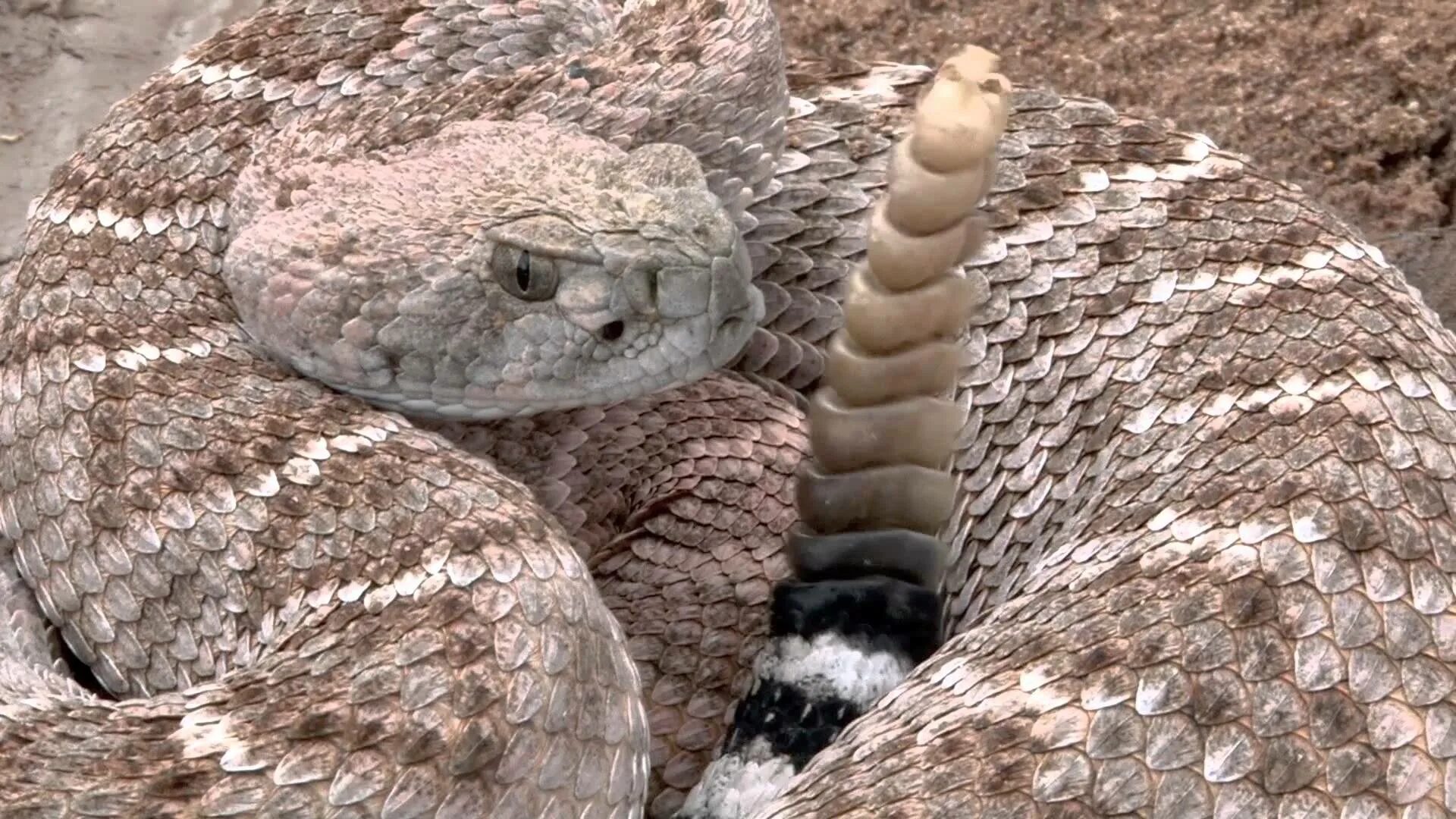 Техасский гремучник змея. Гремучник Мохаве. Техасский гремучник Crotalus Atrox. Техас техасская гремучая змея.