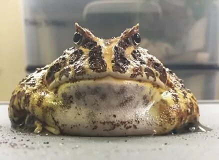 A guide to caring for Pacman frogs (scientific name "C. cranwelli&...