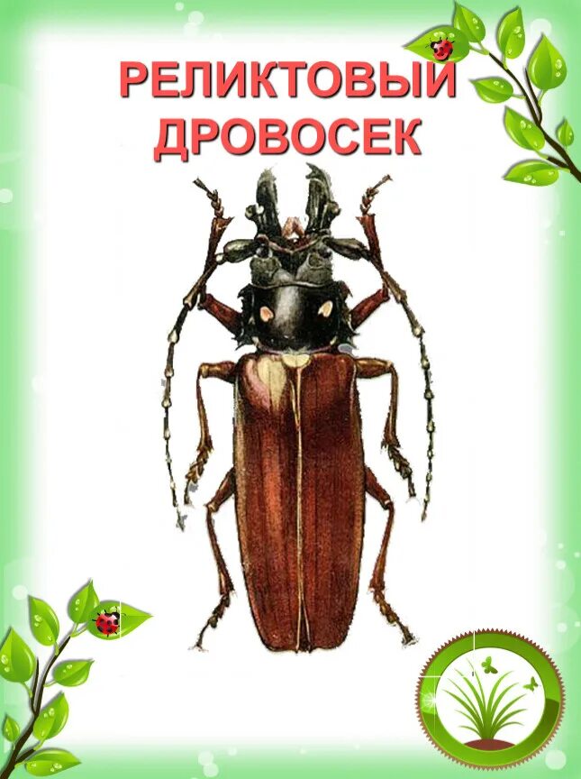 Почему дровосек занесен в красную книгу. Дровосек реликтовый красная книга россии. жук реликтовый дровосек красная книга. насекомое дровосек реликтовый красная книга. жуки красной книги россии дровосек реликтовый.