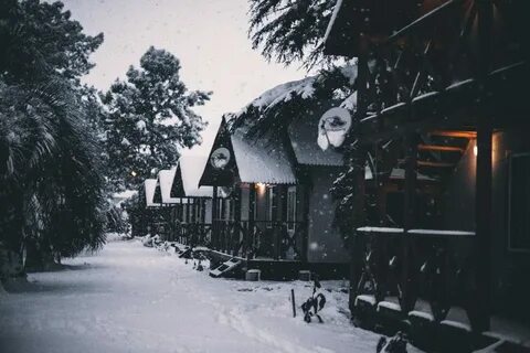 Очамчир самшит 555