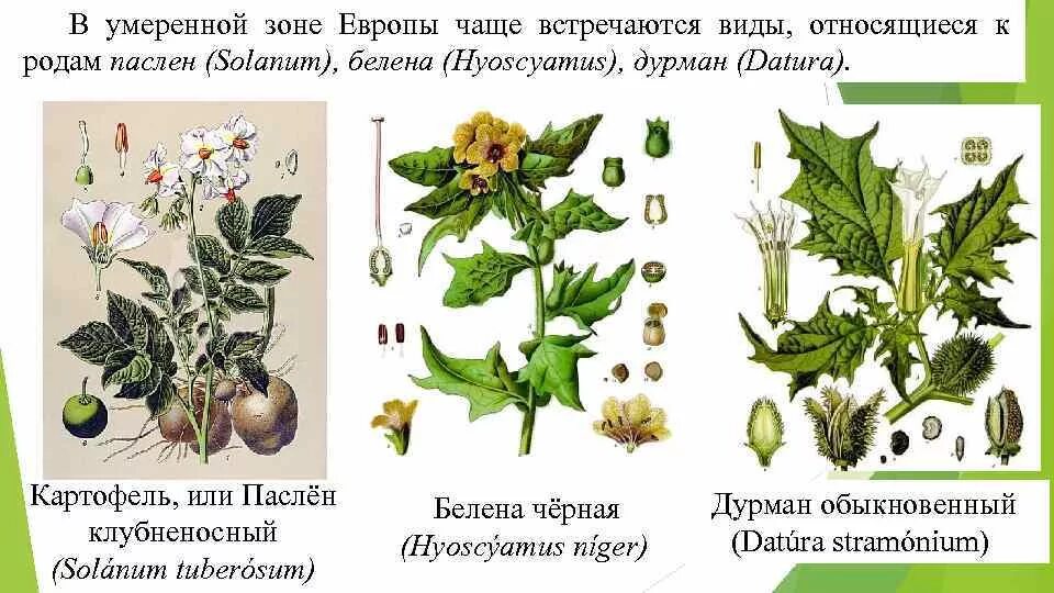 Род паслен класс двудольные. Паслен и белена. Пасленовые дурман и белена. Паслен дурман. Род паслен.