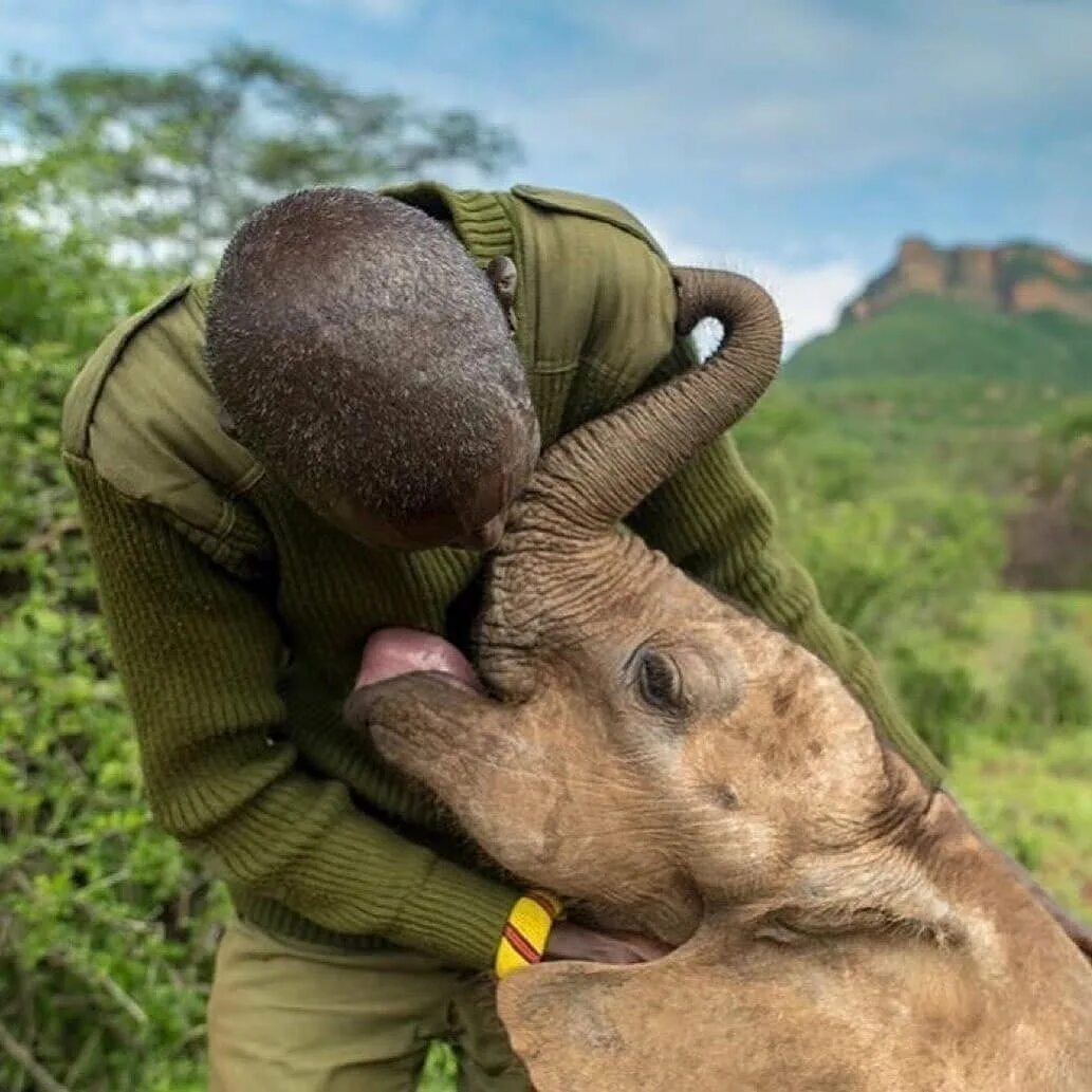 Wildlife planet. Слоники любовь. Слоны любят людей. Что любит слон. Борнейский слон с человеком.