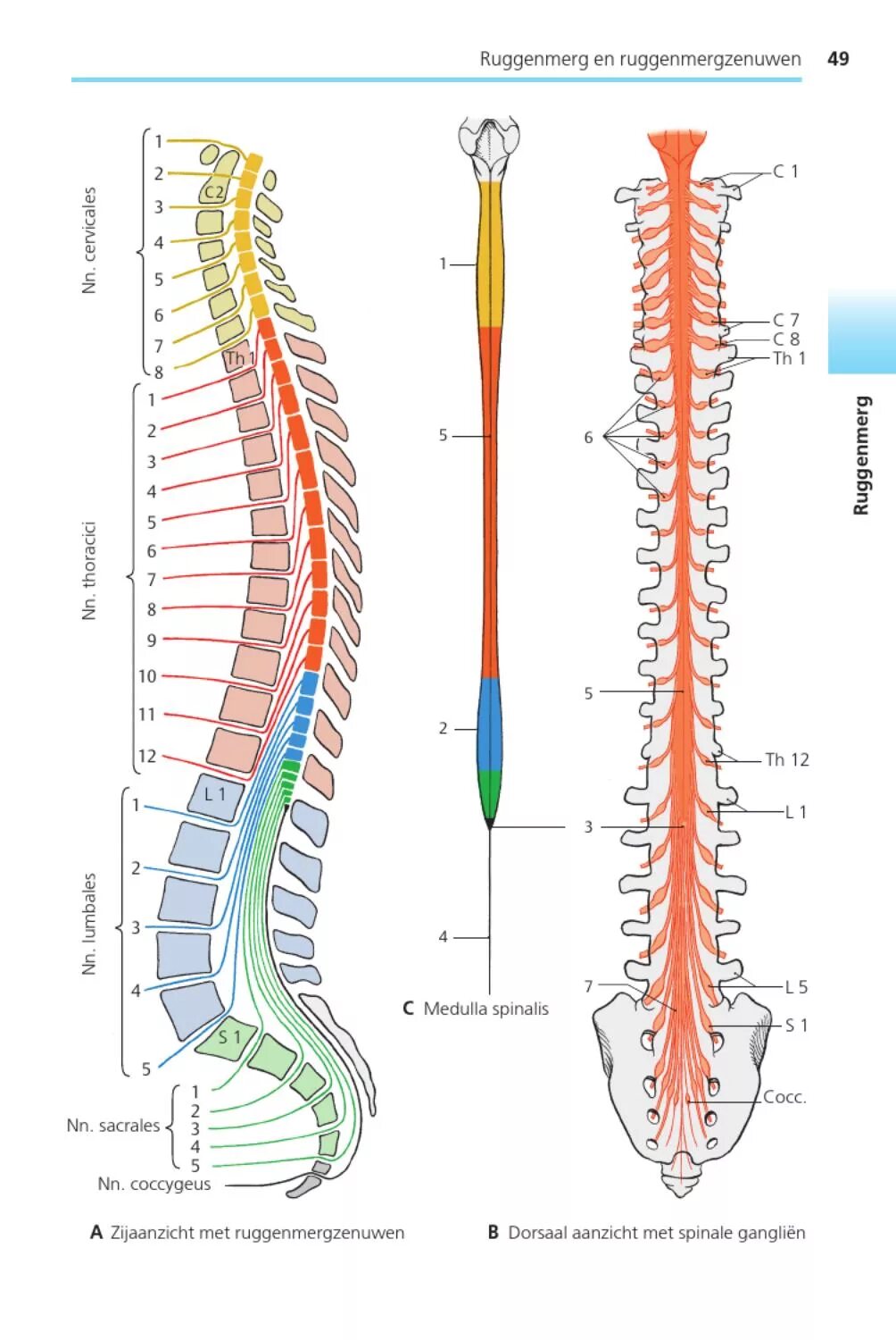 Спинной мозг Medulla spinalis. Терминальная нить спинного мозга. Спинной мозг вид спереди. Спинной мозг вид сбоку.