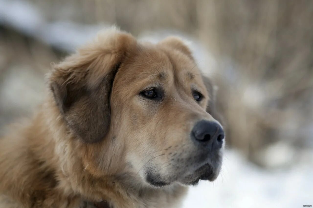 просто песик. красивые щенки. легкие фотографии собак.