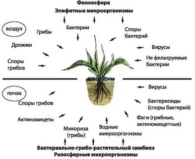 Взаимоотношения растения бактерии
