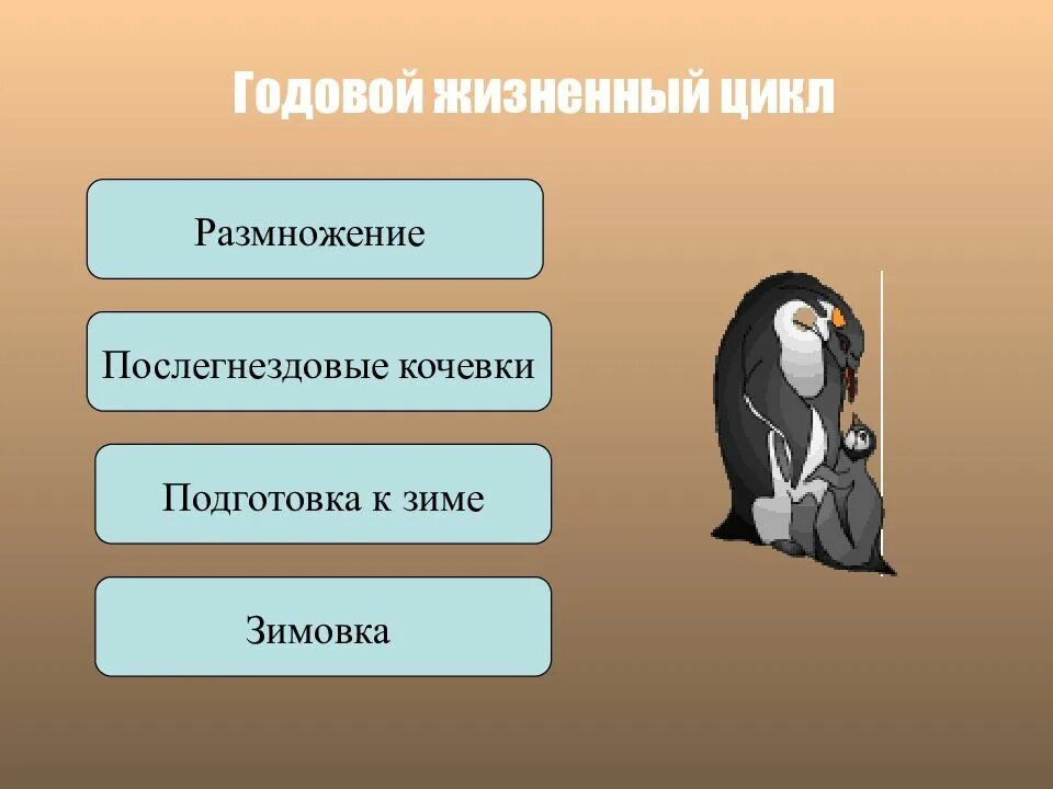 Последовательность сезонных явлений в жизни птиц