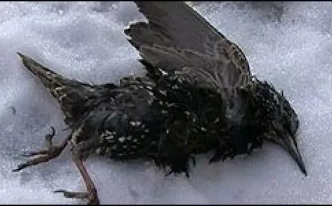 Мертвая ворона во сне