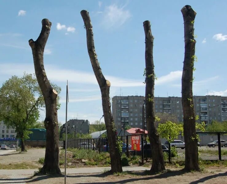 Погибшие деревья в центре Челябинска заменят на новые - Наш Челябинск